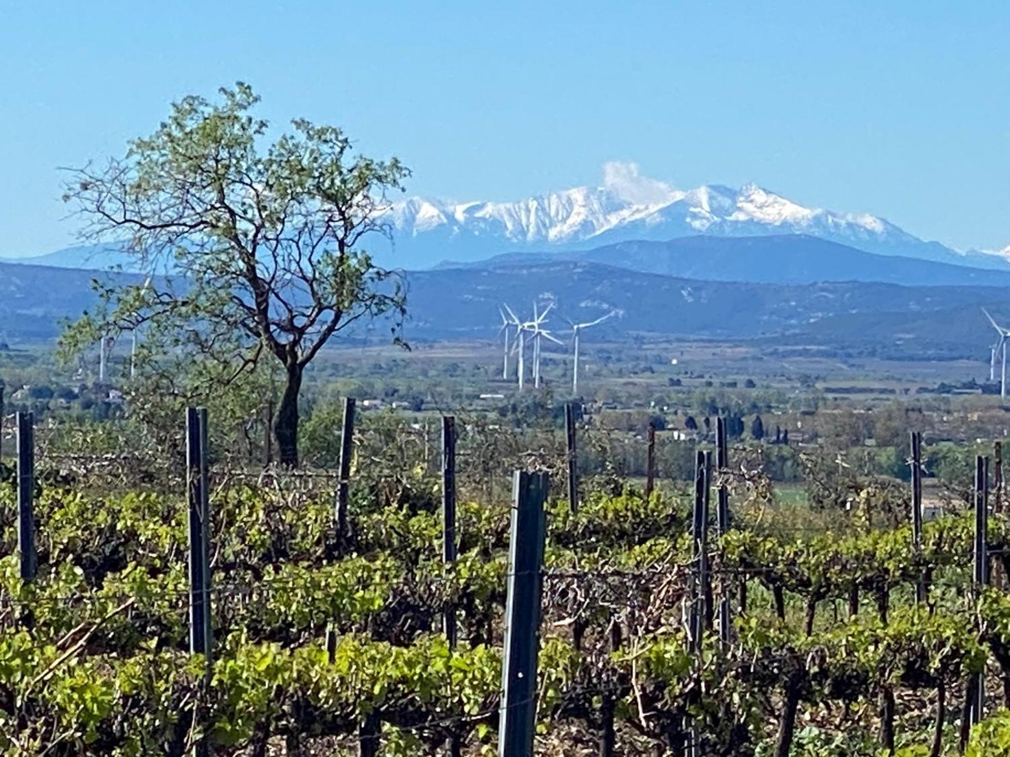 Maison Du Midi, 2 Gites De Charme Ginestas Екстер'єр фото