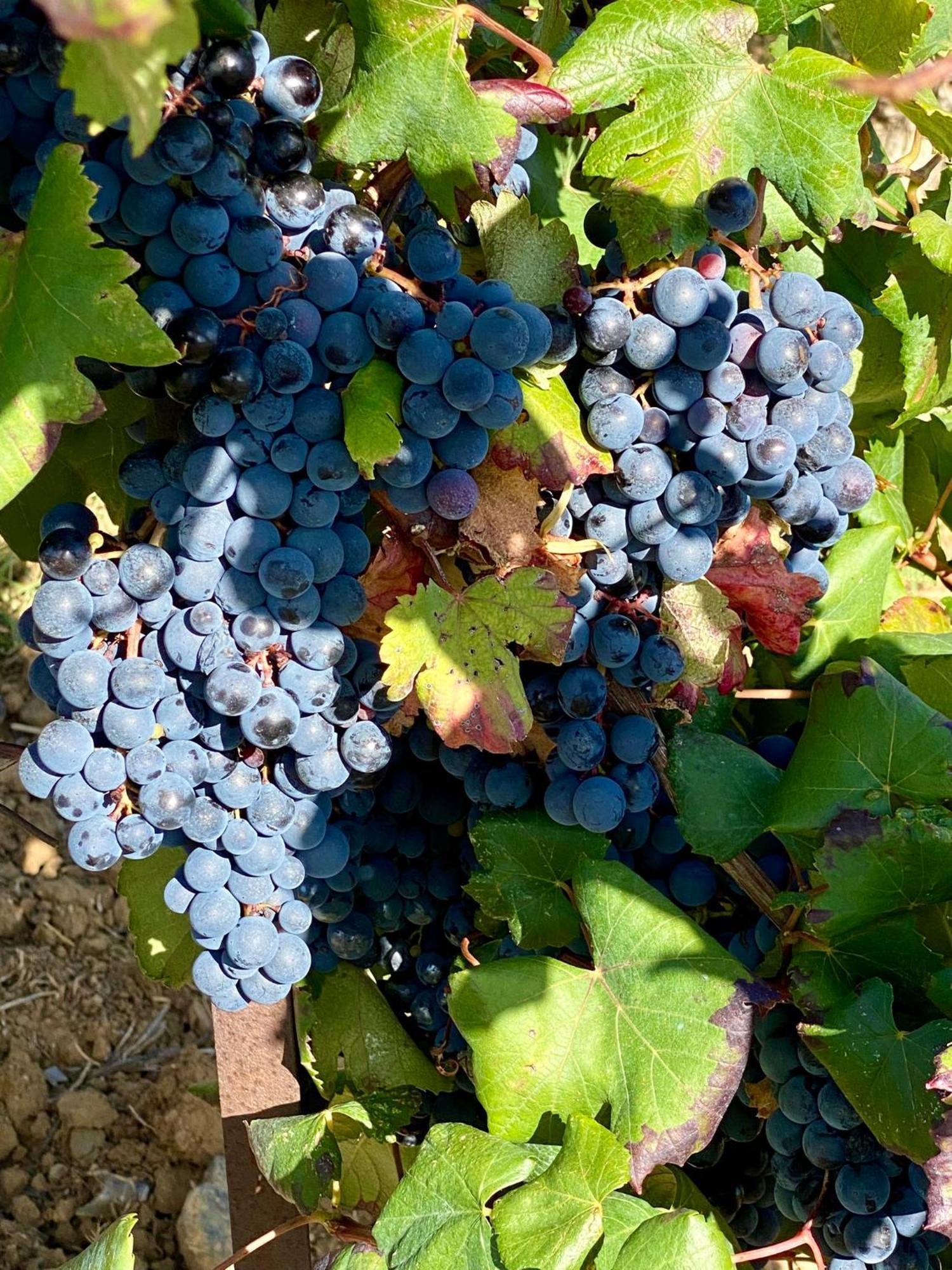 Maison Du Midi, 2 Gites De Charme Ginestas Екстер'єр фото