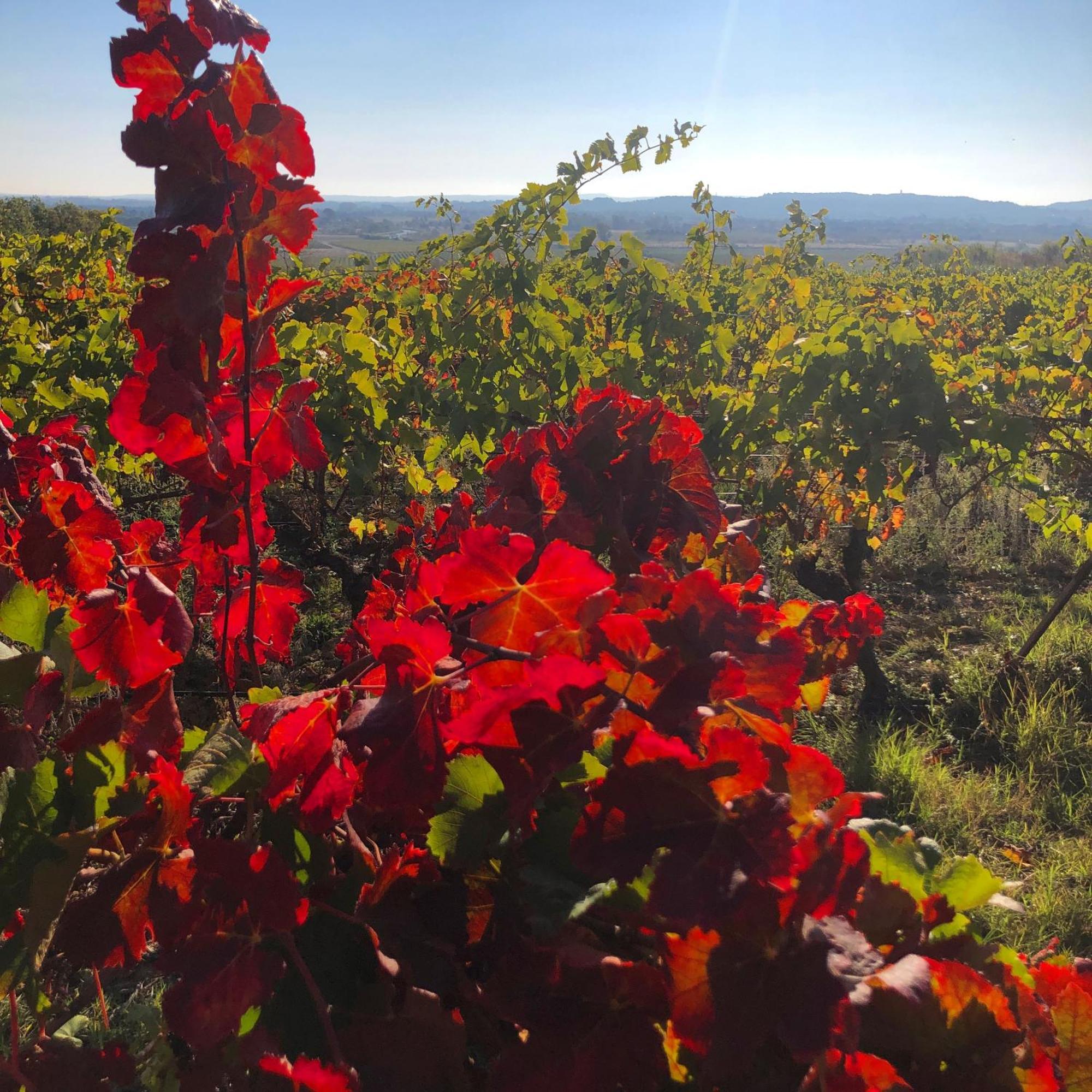 Maison Du Midi, 2 Gites De Charme Ginestas Екстер'єр фото